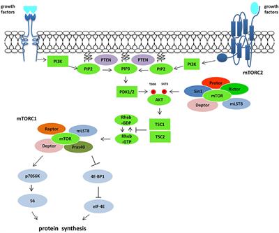 mTOR Pathway in Gastroenteropancreatic Neuroendocrine Tumor (GEP-NETs)